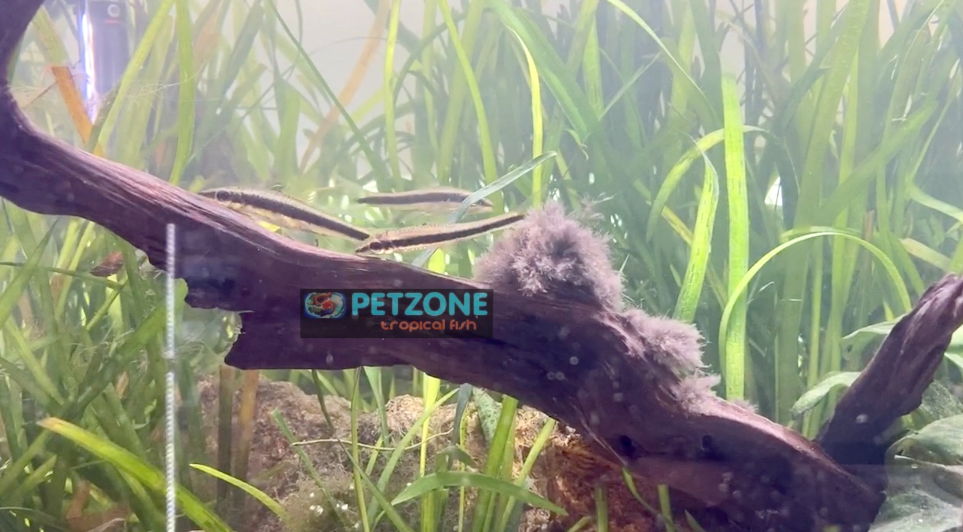 Easy Method To Get Rid of Black Beard Algae (BBA) In Any Aquarium And