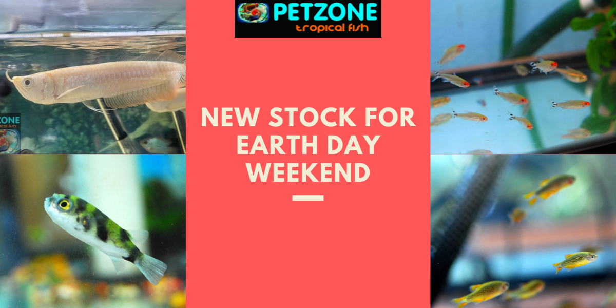 Earth Day Weekend Brings New Arrivals at Pet Zone SD Pet Zone