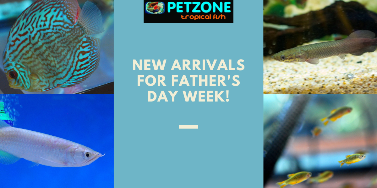 DIVE In Spectacular NEW Fish Arrivals Have Landed at Pet Zone SD