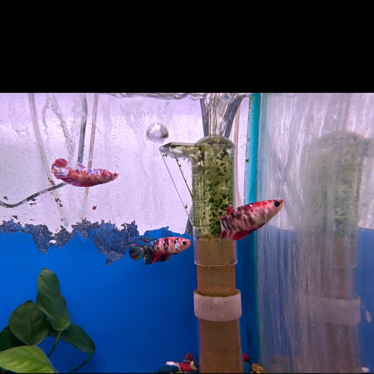 Female Betta Sorority - Keeping Female Betta Fish Together In Aquarium -  Pet Zone Tropical Fish - San Diego, California