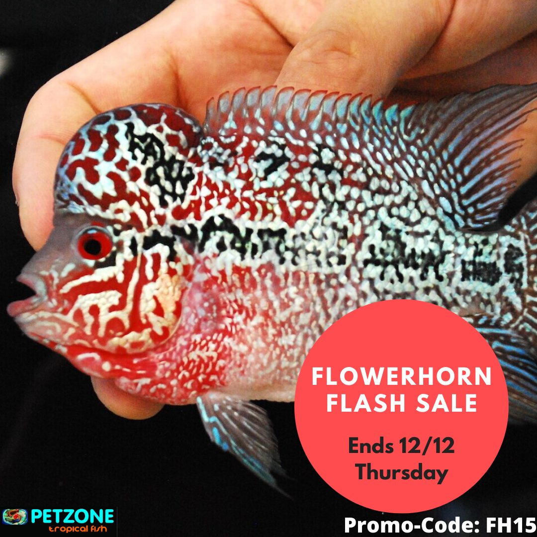 hikari fish food for flowerhorn