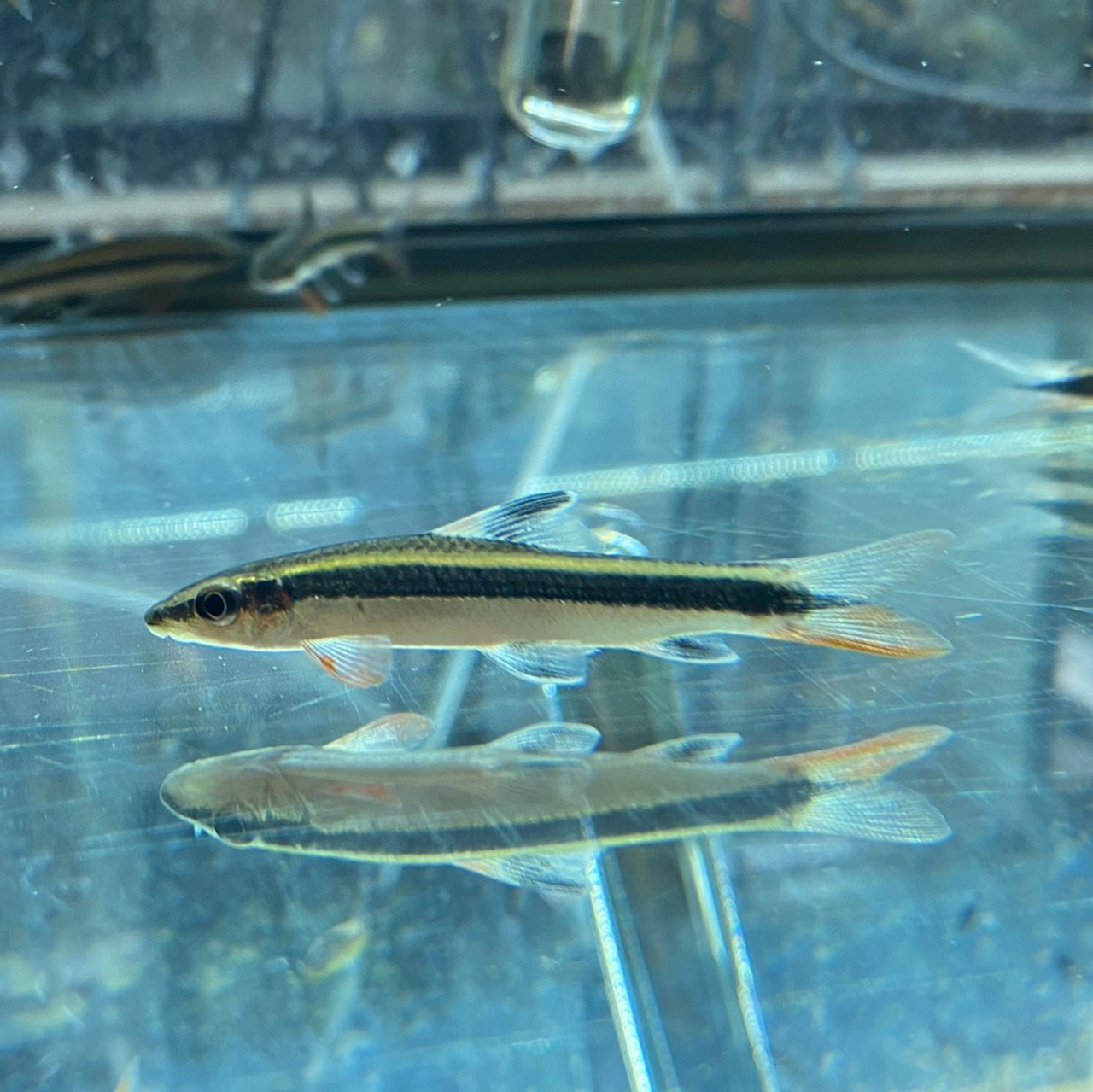Baby Flying Fox Fish