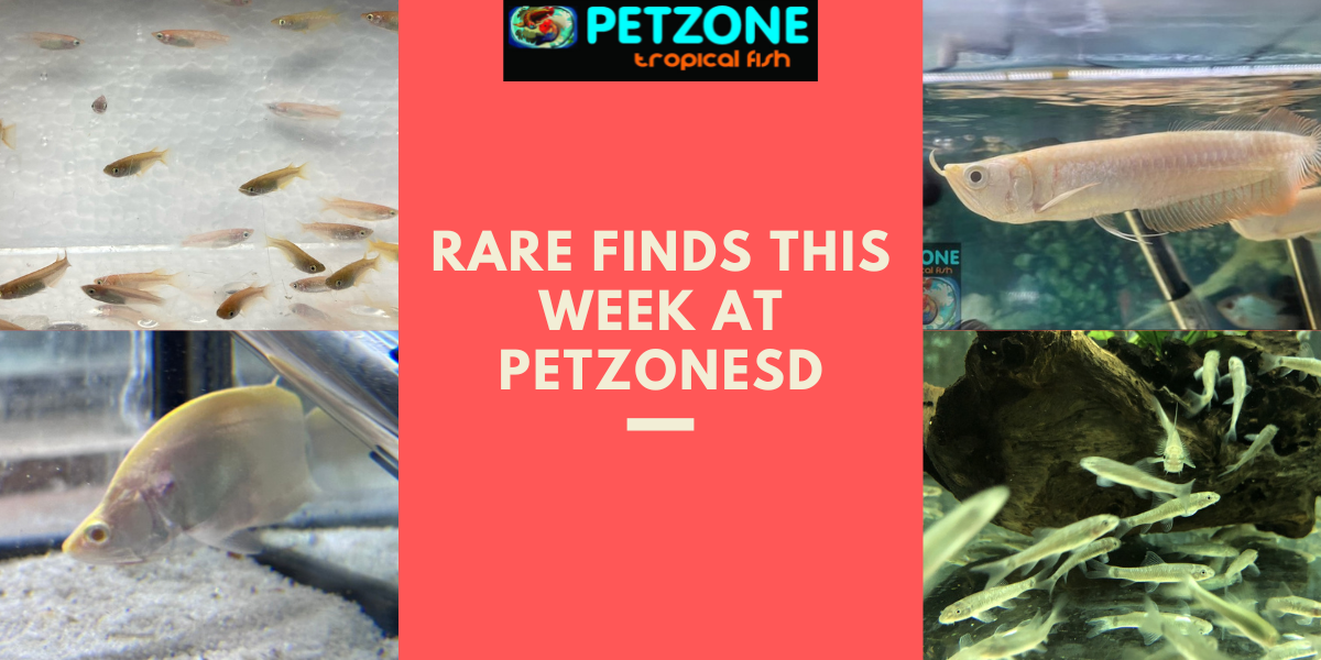 ? RARE SPECIES Stock Your Aquarium with Stunning Fish! ? Pet Zone Tropical Fish San Diego
