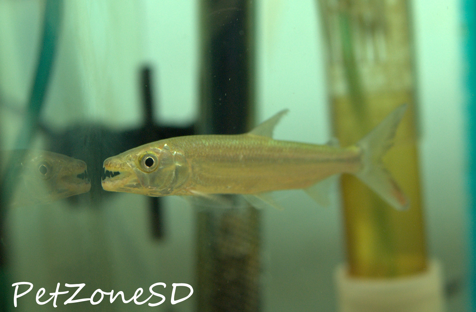 Goliath African Tigerfish (Hydrocynus goliath) Now In Stock! - Pet Zone