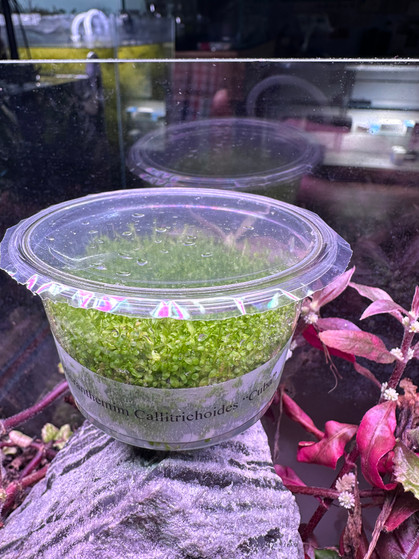 Hemianthus callitrichoides - Pet Zone Tropical Fish - San Diego, California