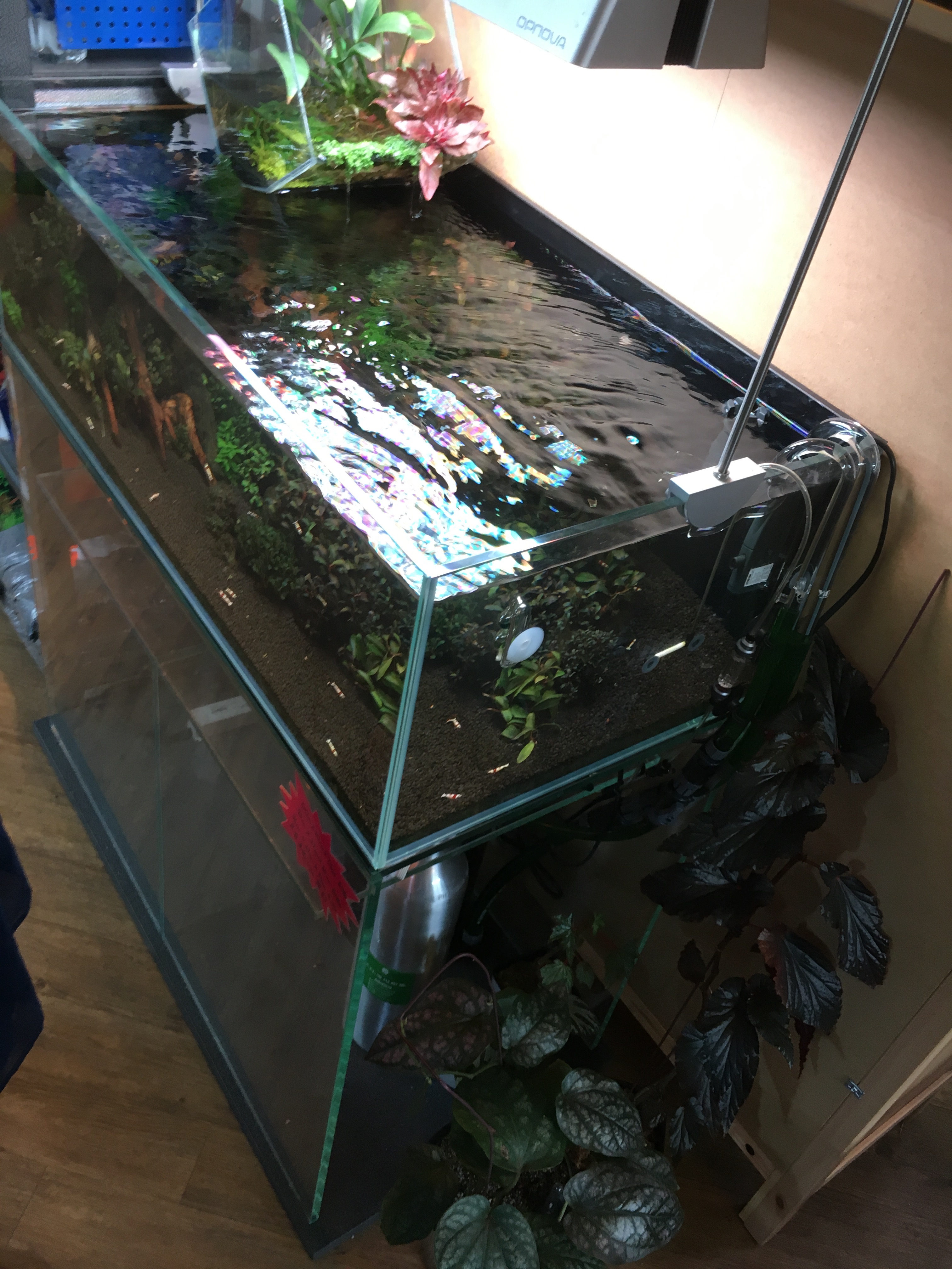 Visited Aquascape Local Fish Stores in Asia! Pet Zone Tropical Fish