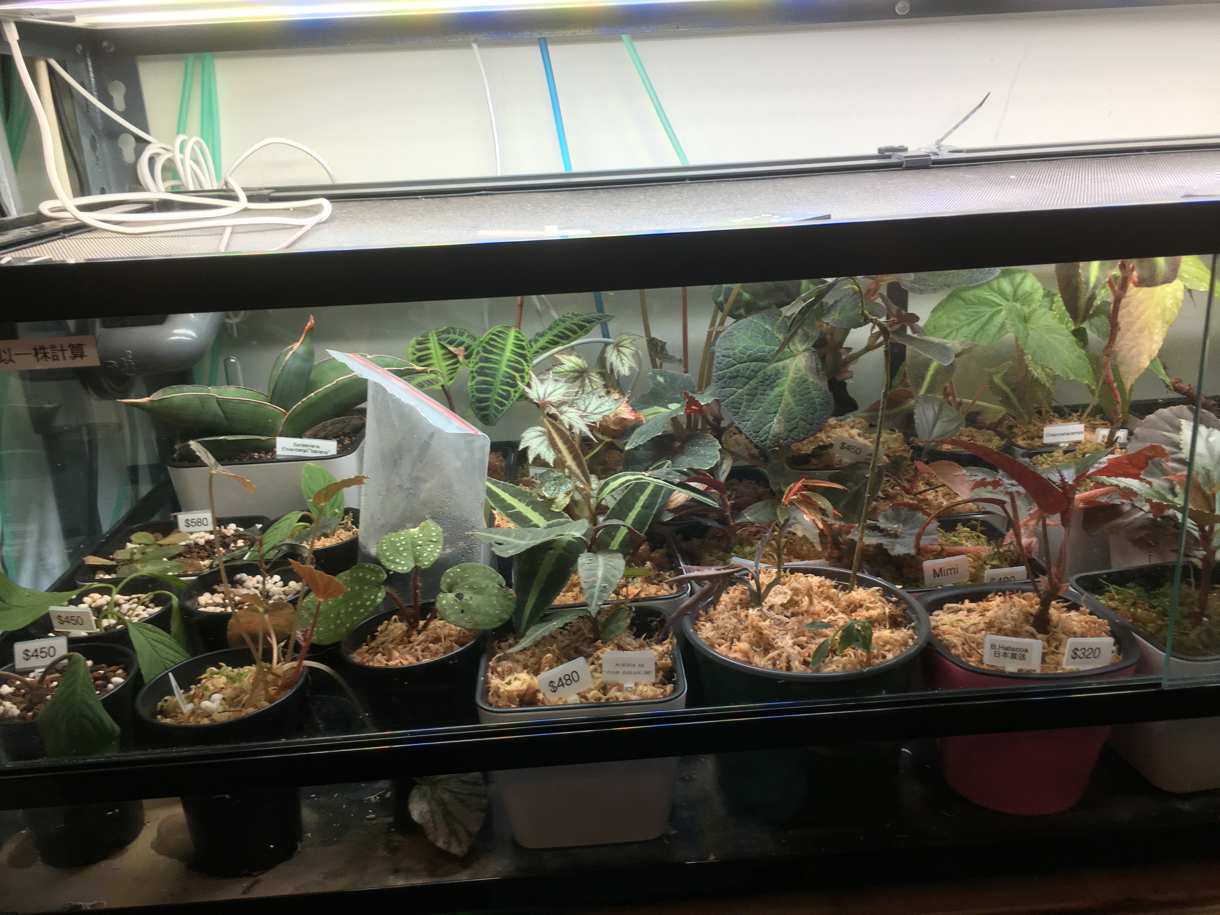 simple aquaponics system: crayfish aquaponics system