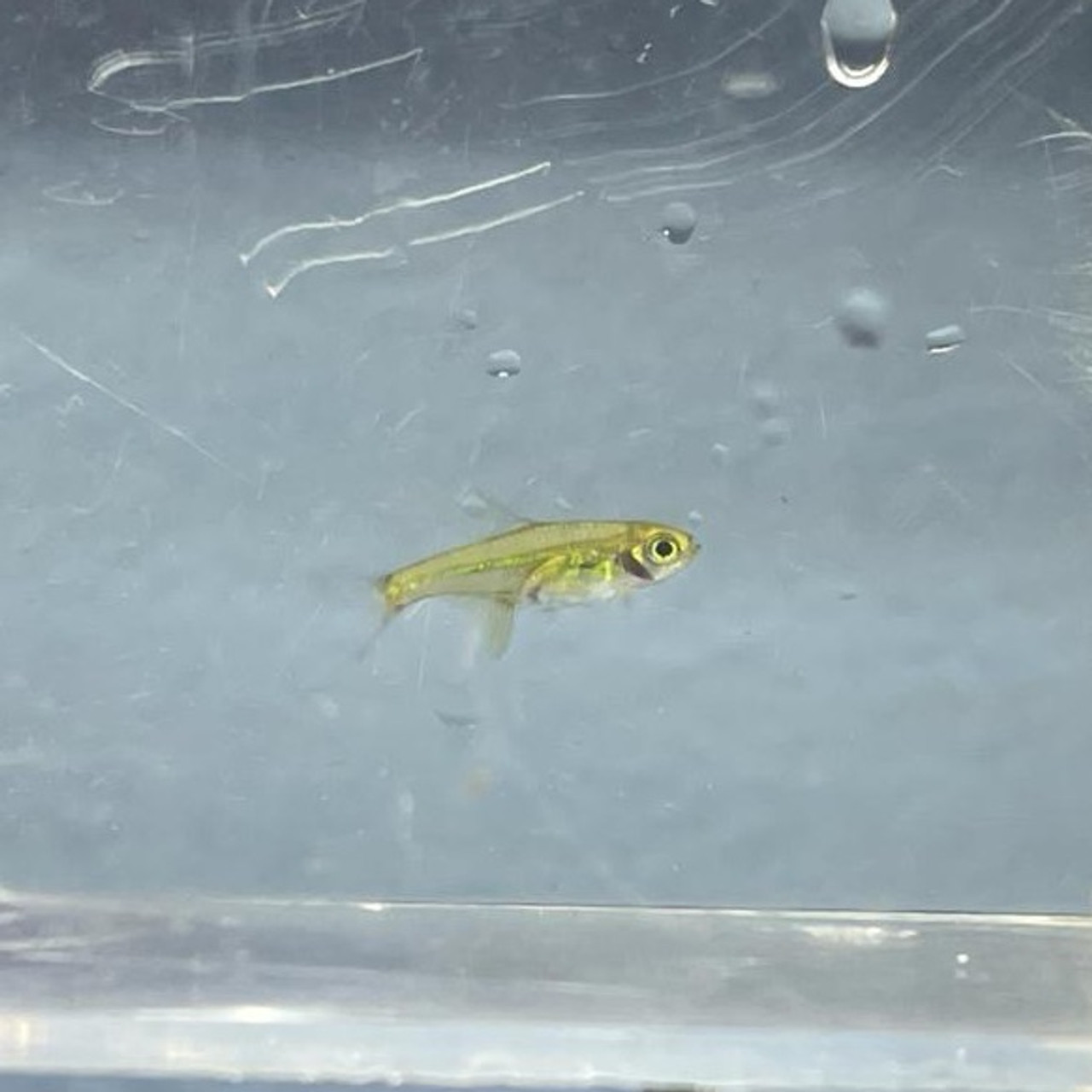 The Green Kubotai Rasbora: A Jewel of Freshwater Aquariums - Pet Zone ...