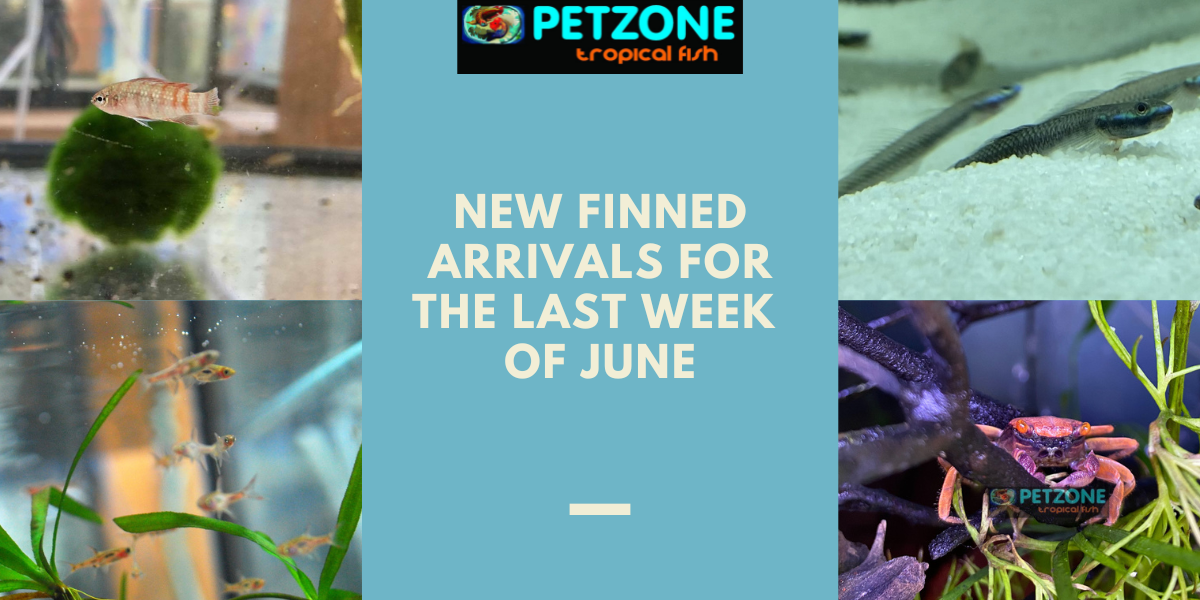 Final June Splash Discover New Aquatic Arrivals at Pet Zone SD! Pet
