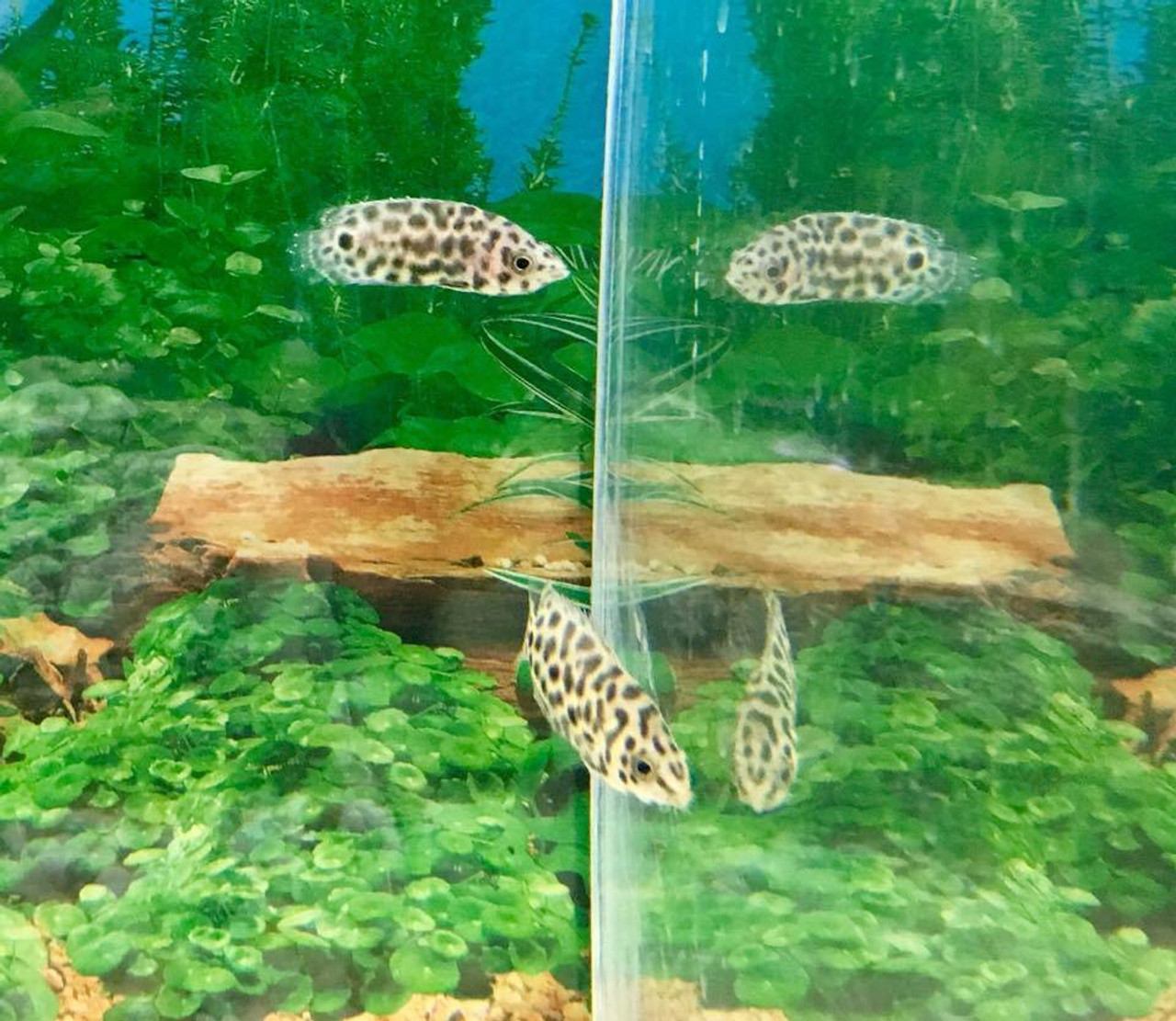 Leopard Ctenopoma - Pet Zone Tropical Fish - San Diego, California