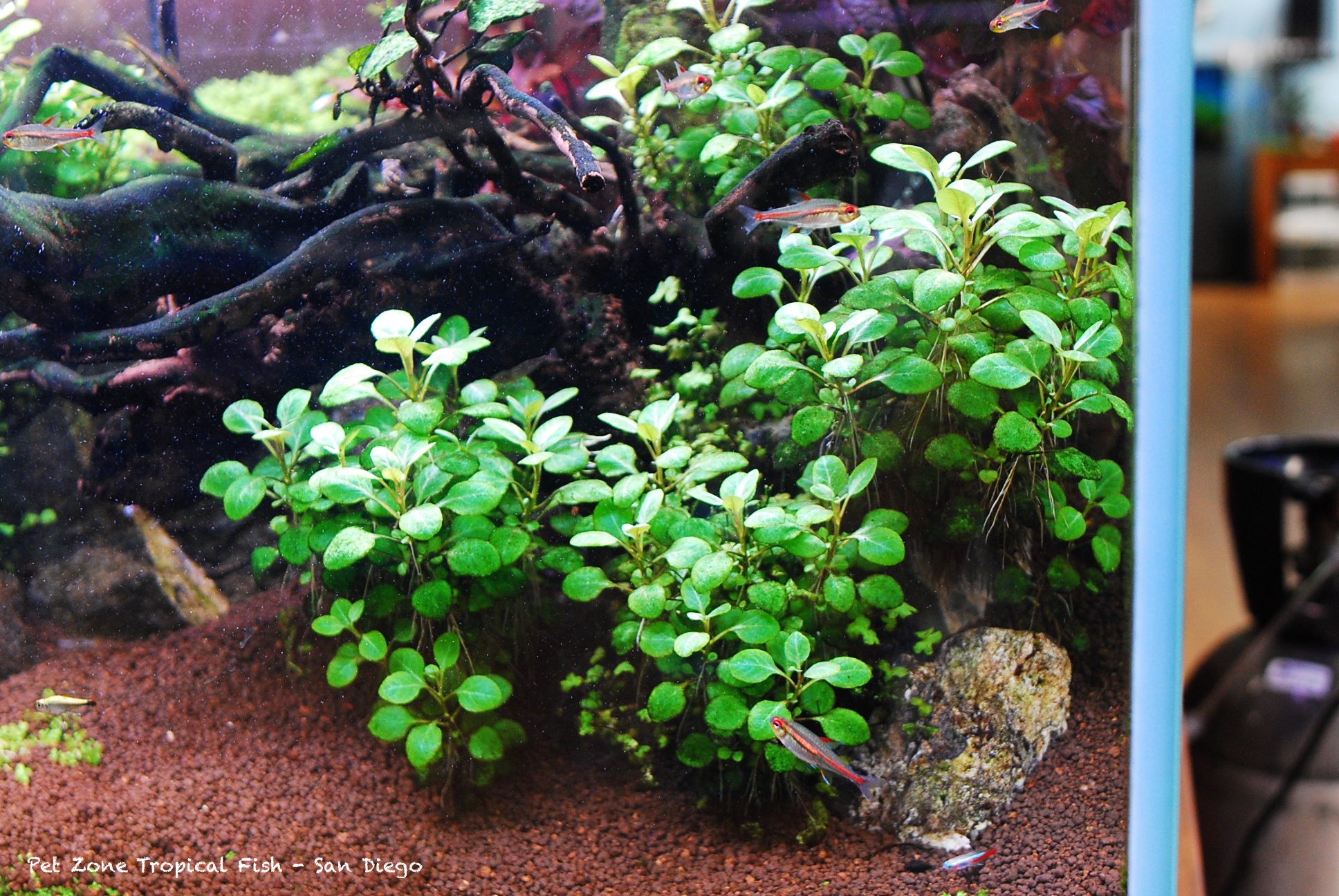 Update On Our 114g Aquascape Planted Tank Build Pet Zone Tropical