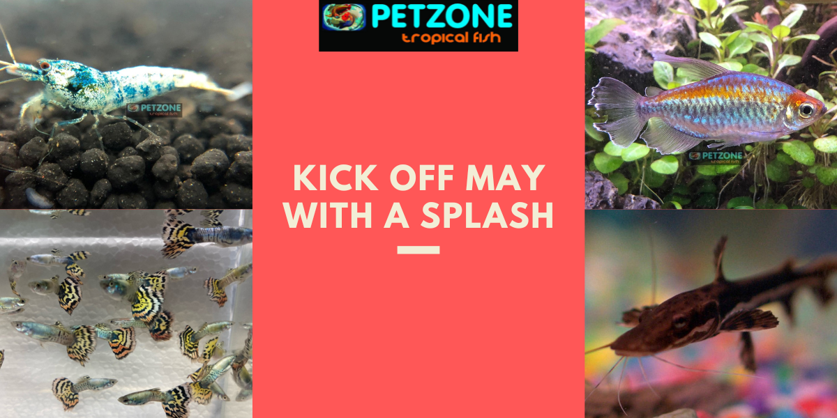Discover Your Aquarium's Dream Fish Exclusive May Collection at PetZoneSD Pet Zone Tropical