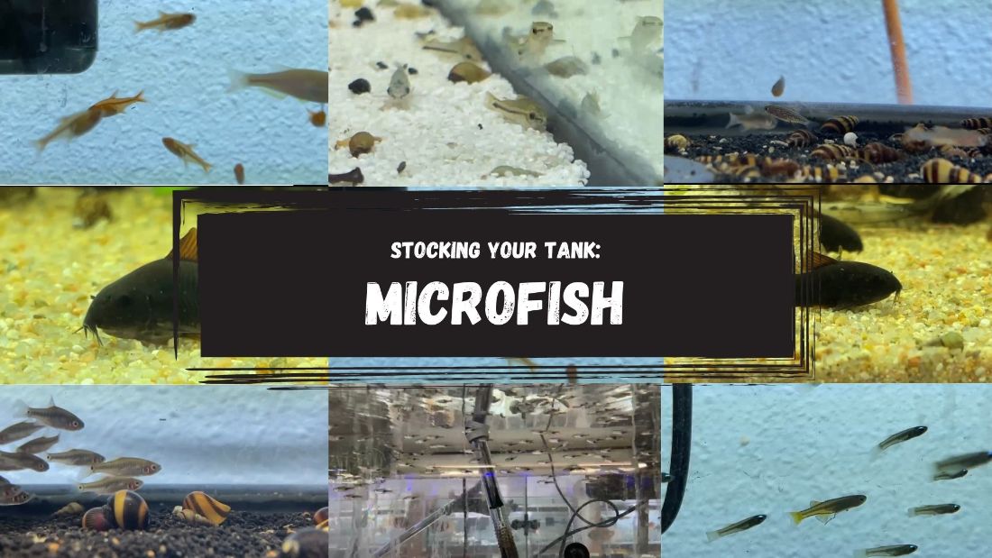 Stocking Your Fish Tank Microfish Pet Zone Tropical Fish San Diego