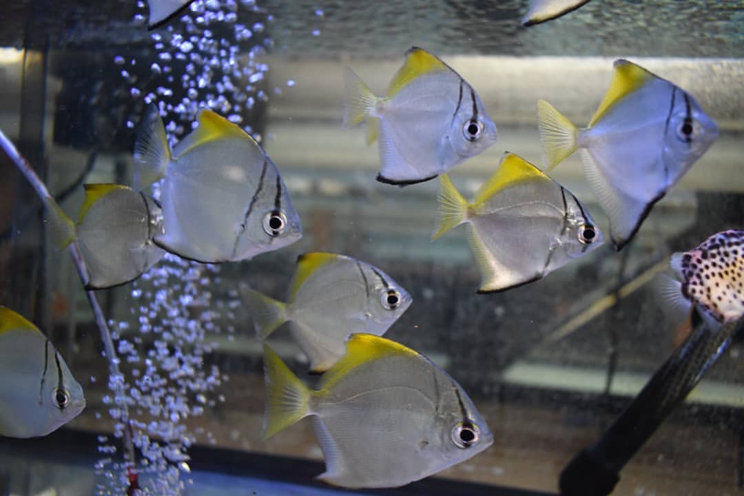 glassfish fish glassfish fish