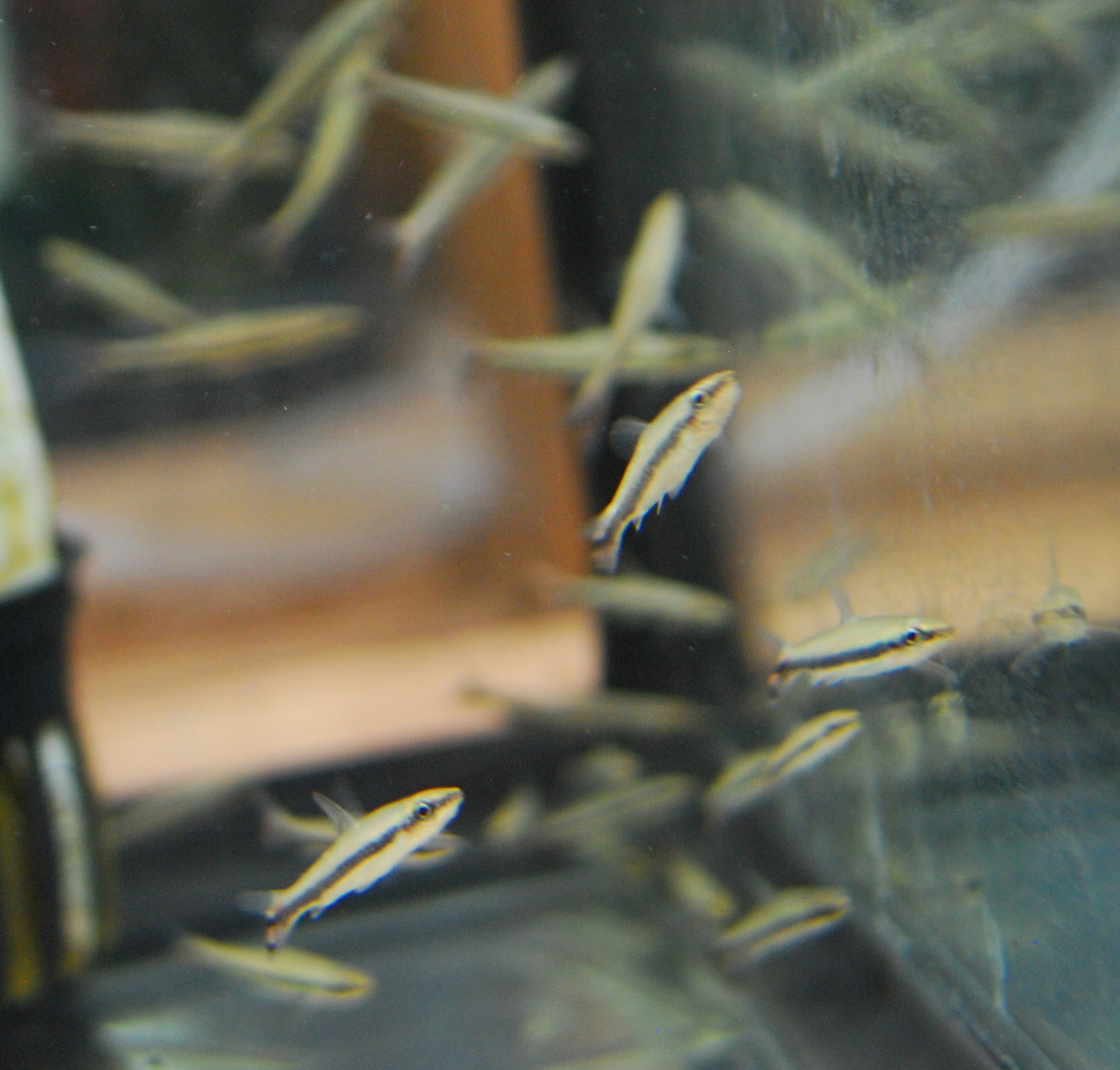 Bring Unique Beauty and Color to Your Aquarium with Pencil Fish from Pet Zone SD Pet Zone