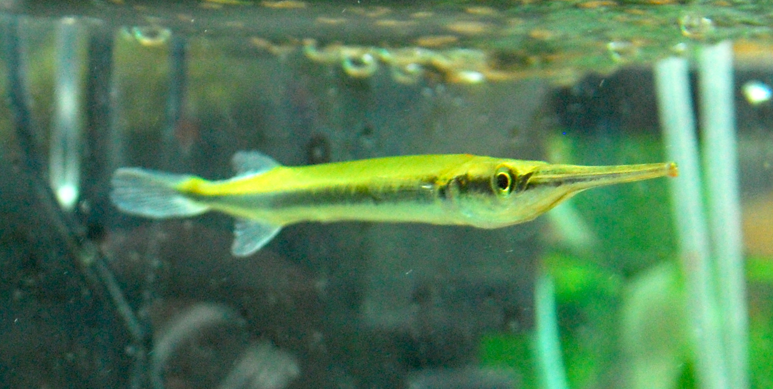 Sunday Species Spotlight: Asian Needlefish/Needle Nose Gar (Xenentodon  cancila) - Pet Zone Tropical Fish - San Diego, California