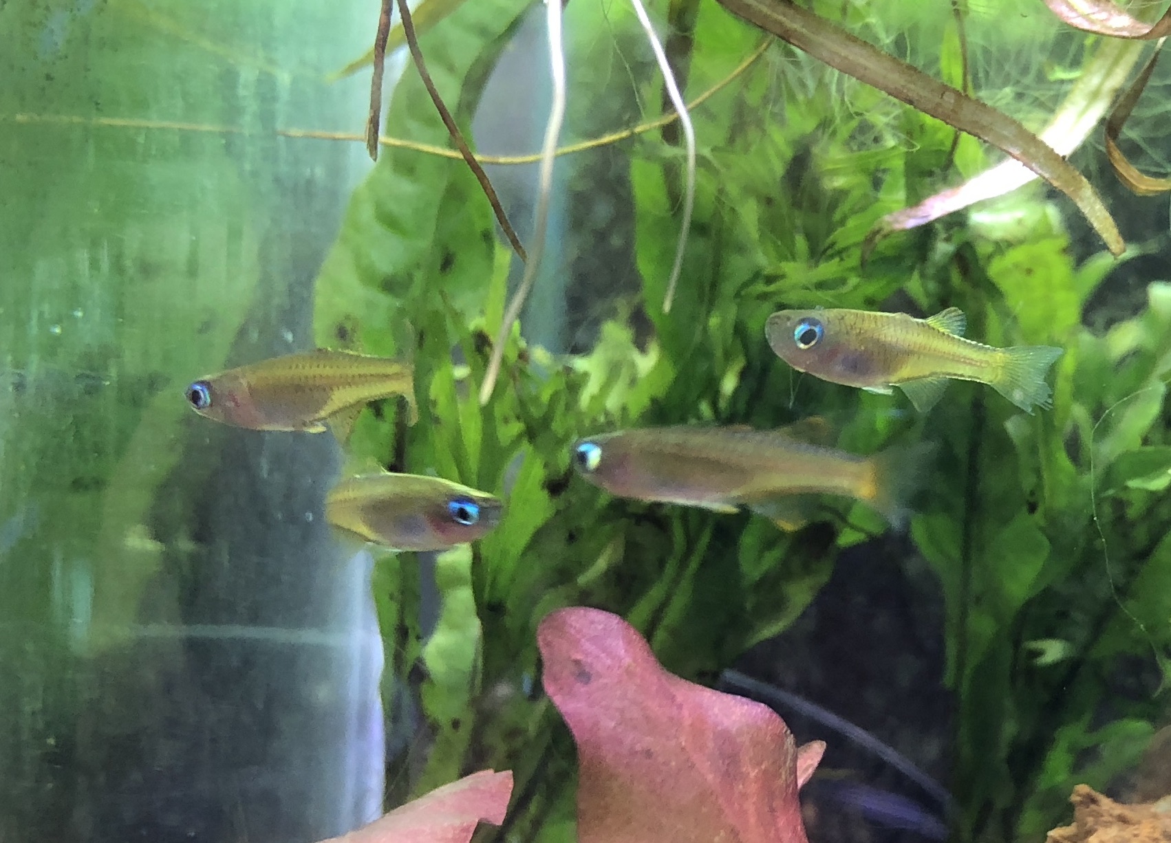 Paskai Rainbow Fish A Unique and Colorful Addition to Your Aquarium Pet Zone Tropical Fish