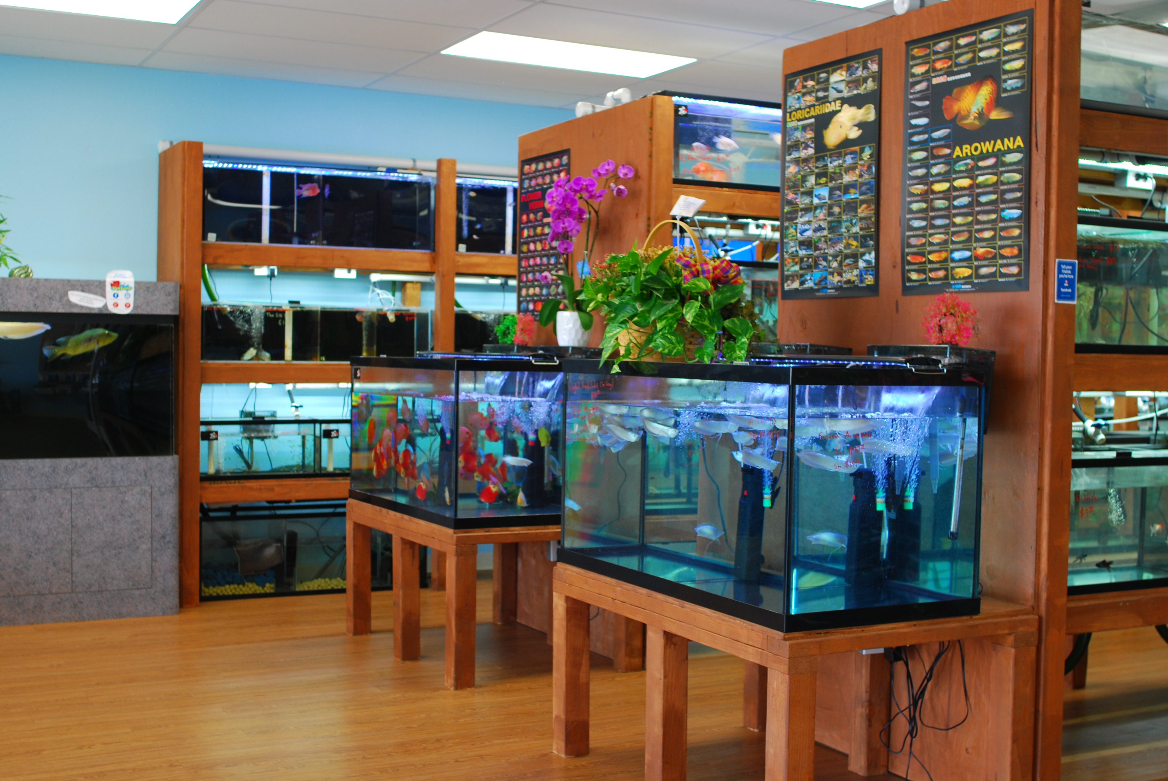 Official Grand-Opening For Pet Zone Tropical Fish in Kearny Mesa Coming ...