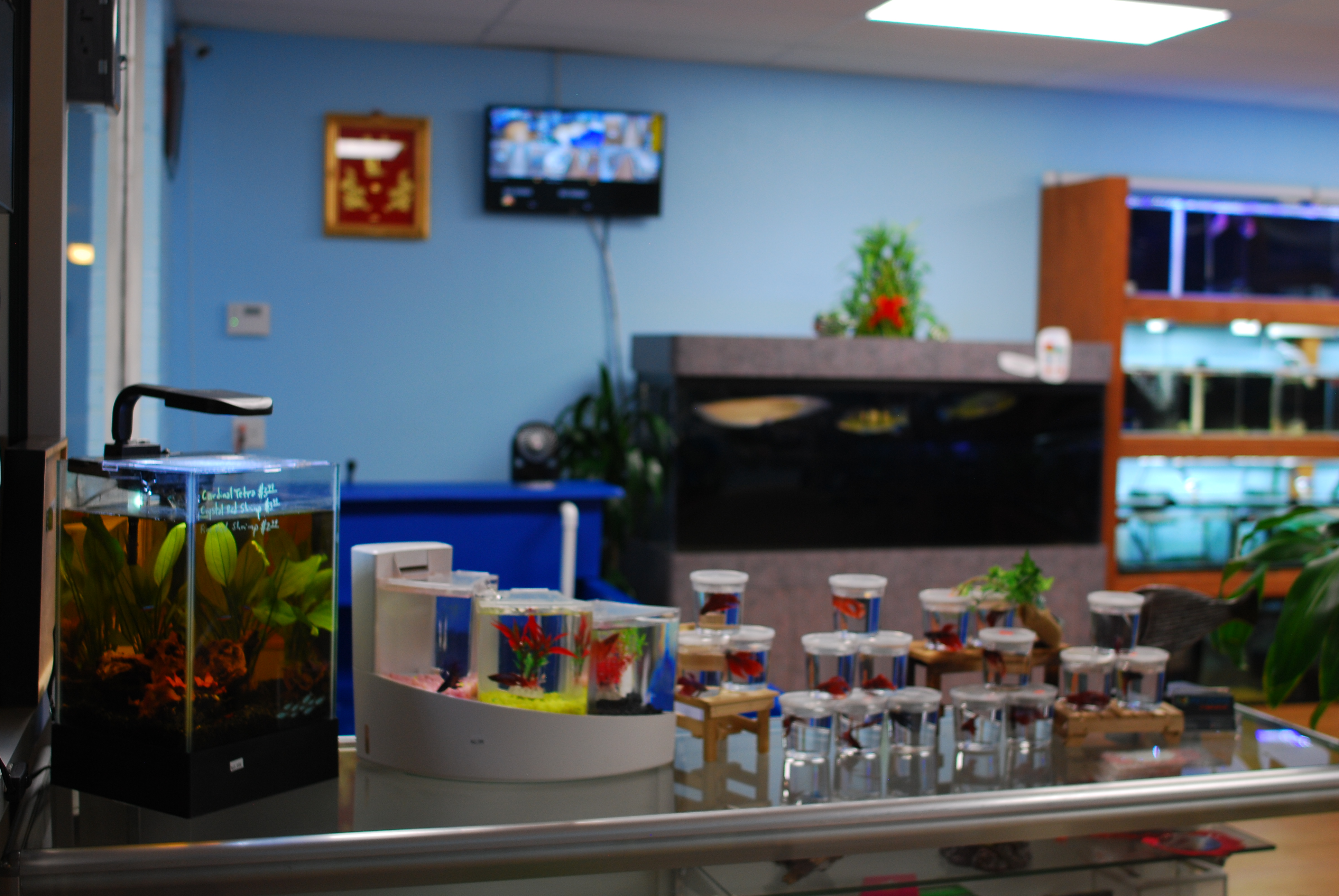 Official GrandOpening For Pet Zone Tropical Fish in Kearny Mesa Coming