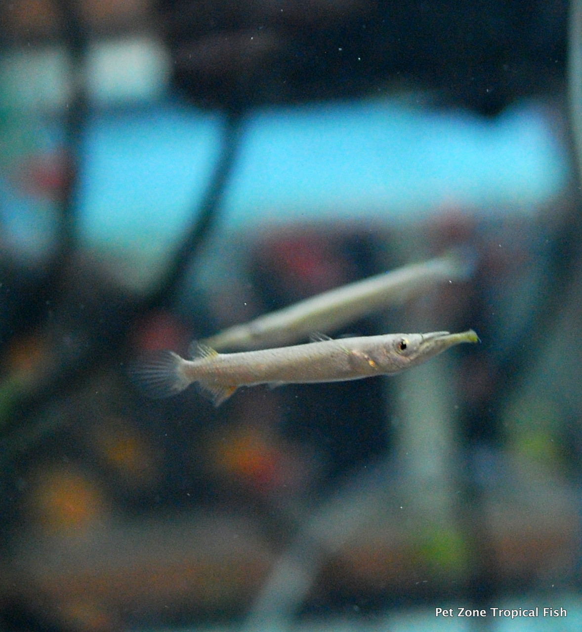Platinum Halfbeak Livebearer (Nomorhamphus liemi) - Pet Zone Tropical Fish  - San Diego, California