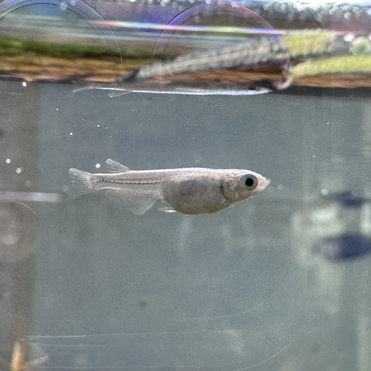The Platinum Medaka Rice Fish: Add a Touch of Glamour to Your Aquarium