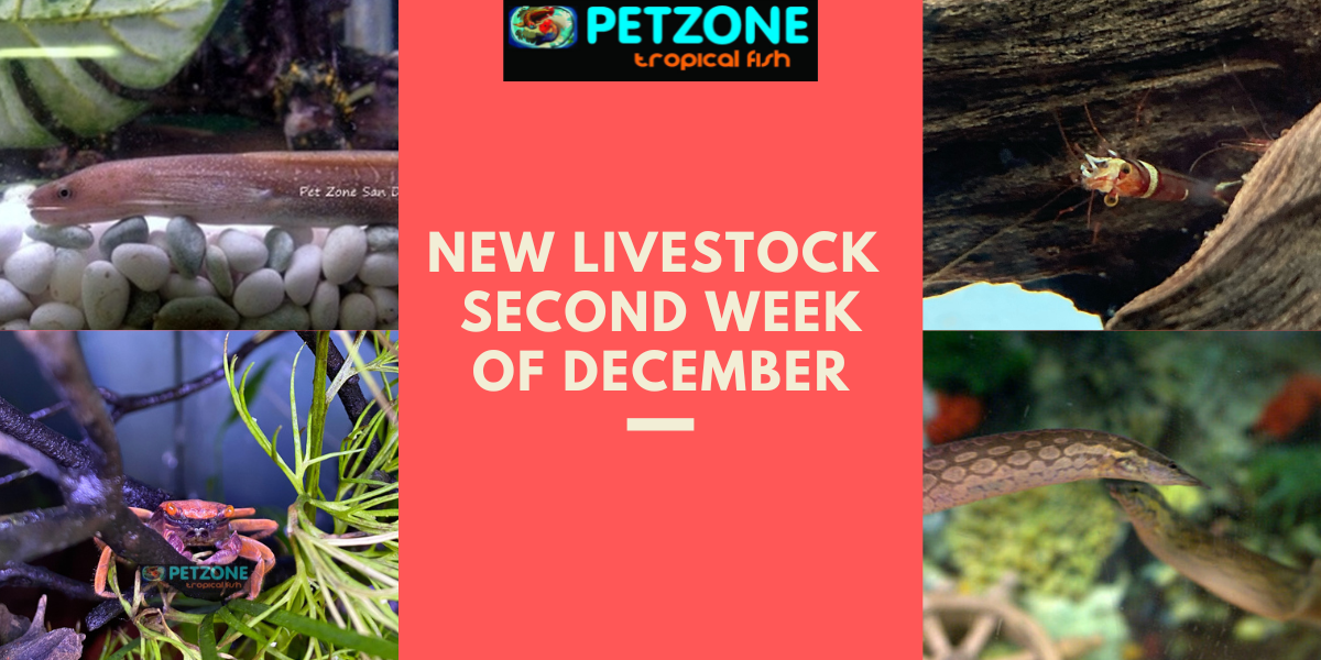 Livestock For Second Week of December Pet Zone SD Pet Zone Tropical