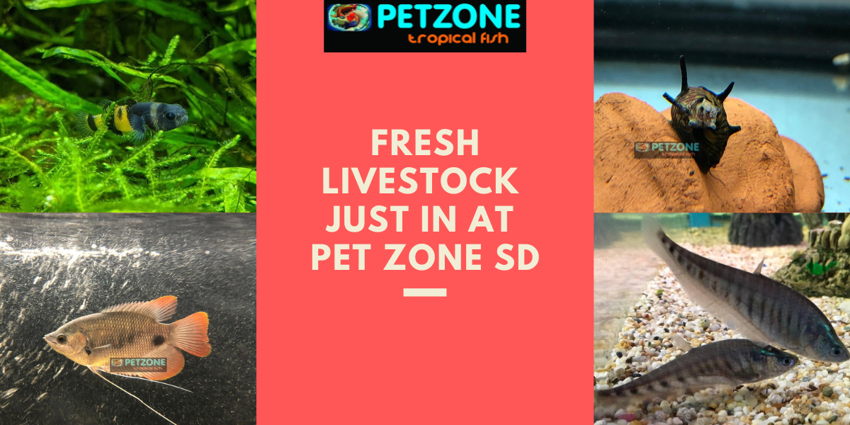 Exciting Arrival Alert Fresh Livestock Just In at Pet Zone SD! Pet