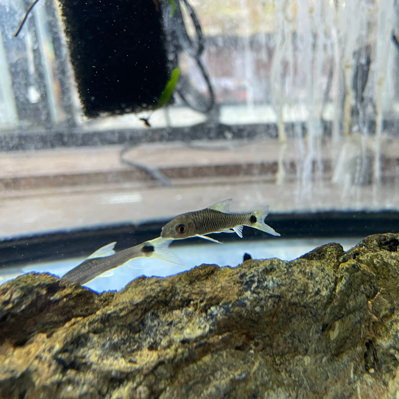 Baby Flying Fox Fish