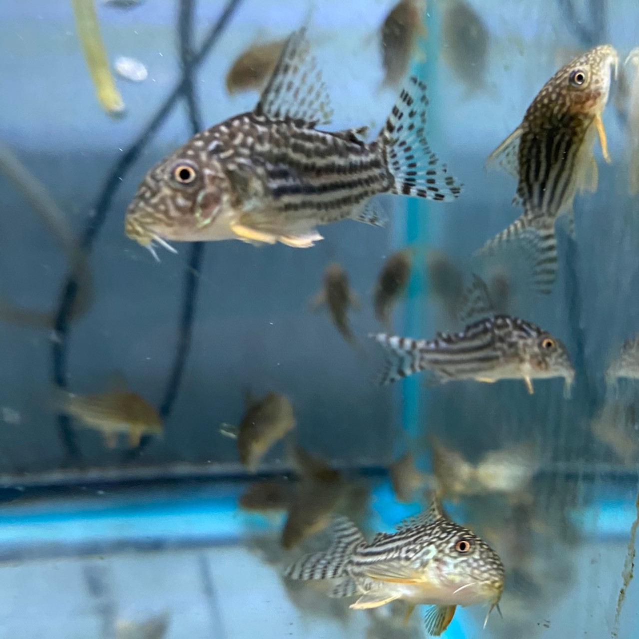 Exploring the Endearing Julii Cory Cat: A Jewel of