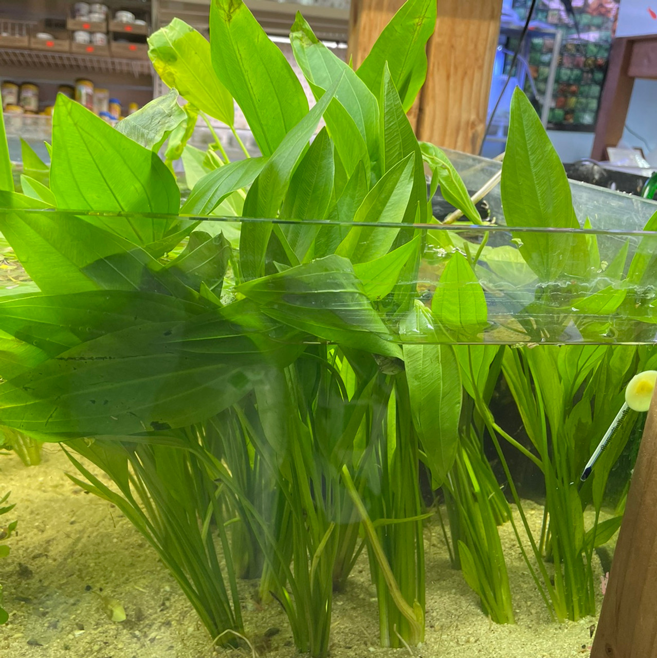 The Amazon Sword Plant A Green Jewel for Aquarium Enthusiasts Pet