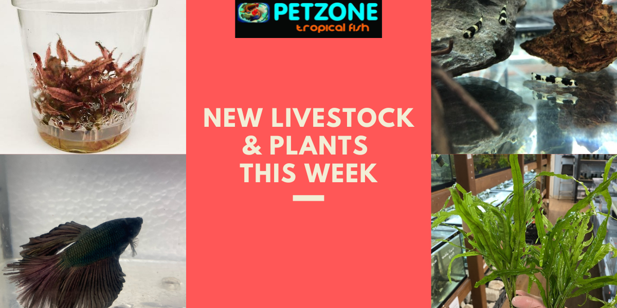 New Livestock & Plants This Week At Pet Zone SD Pet Zone Tropical