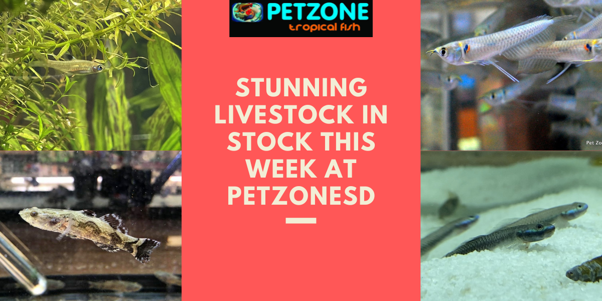 Unleash a World of Aquatic Wonders Explore Pet Zone SD's Exclusive Collection of New Livestock