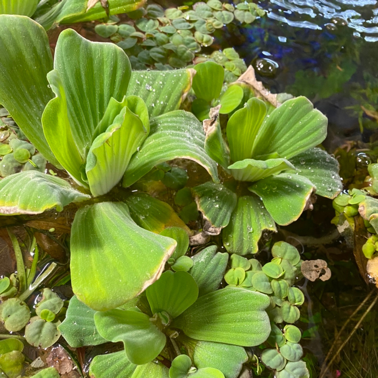 Floating Water Lettuce - Pet Zone Tropical Fish - San Diego, California