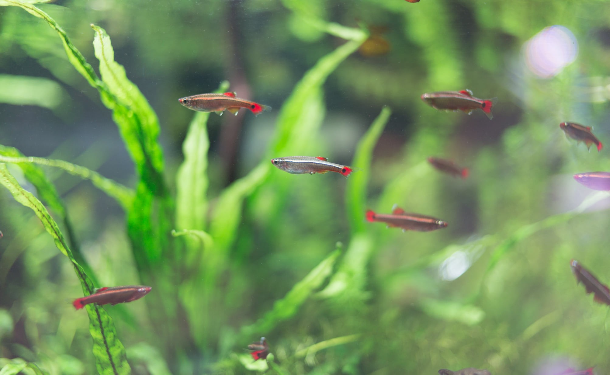 The History and Enduring Popularity of the White Cloud Mountain Minnow in  the Fishkeeping Hobby: A Comprehensive Guide - Pet Zone Tropical Fish - San  Diego, California