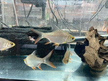 Tinfoil Barb