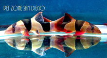 Jumbo Clown Loach, L