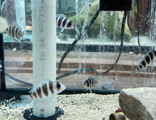 Frontosa Cichlid - Small (Cyphotilapia frontosa)