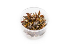 ALTERNANTHERA REINECKII 'ROSAEFOLIA' TISSUE CULTURE
