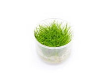 DWARF HAIR GRASS UNS TISSUE CULTURE