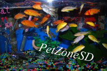 Assorted African Cichlid - 2 inches