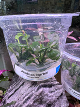 ANUBIAS BARTERI ROUND LEAF TISSUE CULTURE