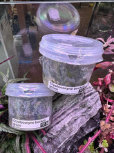 CRYPTOCORYNE BECKETII TISSUE CULTURE
