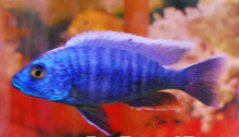 ELECTRIC BLUE CICHLID (Sciaenochromis fryeri)