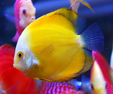 Yellow Melon Discus