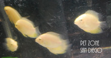 Golden Severum 