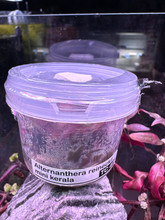 Alternanthera Reineckii 'Mini Kerala"