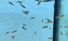 Dwarf Spotted Rasbora