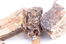 Petrified Wood Stone