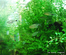 Kitty Tetra (Bundle of 5)