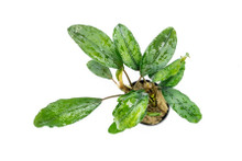 BUCEPHALANDRA GREEN BROAD LEAF